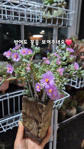 꽃이 이쁜 백봉국 #다육식물 #다육화분 #국민다육 #베란다다육이 #민이네다육
