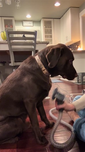 Effective Pet Grooming Solutions for Labradors