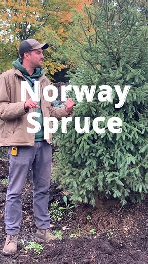 11 reactions | This week Zach talks about the Norway Spruce, a hardy tree that will reach about 60-80 feet tall fairly quickly! Call 330-492-1243 for our Everhard location (landscaping and mulch) or 330-499-0101 for our Portage location (plants and trees). Go to rohrsnursery.com for more info, or to buy plants for your yard. #garden #shoplocally #shoplocal #planting #trees #norwayspruce #norwaysprucetree #spruce | Rohr's Nursery and Garden Center | Facebook