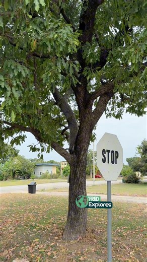 Shea butter tree 🌳 | Fred Explores
