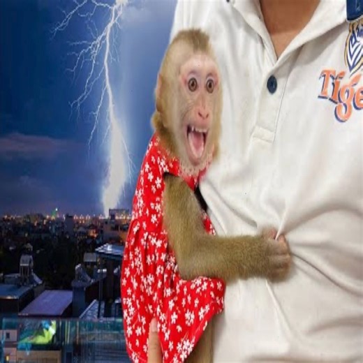 Heavy rain and thunder scared monkey Tina so she cried and hugged Uncle Tuan tightly. | Slingshot ride
