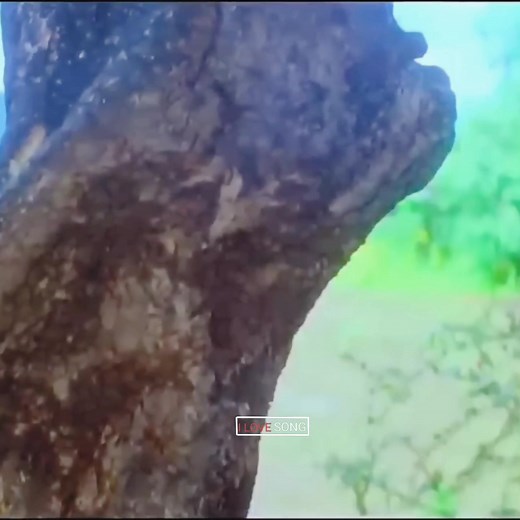 31K views · 1.1K reactions | This song 鹿 | I love song | Facebook