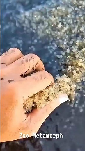 Unbelievable Animal Metamorphosis! 🐾😱 | #shorts