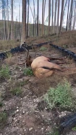 30K views · 352 reactions | POV: Walking up to your bull after letting a clean one go. : @trailk11 #GOHUNT #Hunting #TheHuntingCompany #Elk #ElkHunting #BowHunting #Archery | GOHUNT | Facebook