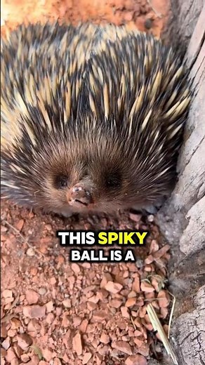 Echidnas: Nature's Weirdest Mammal