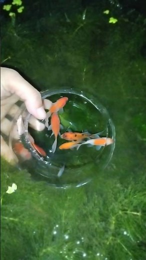 Releasing Comet Fishes(Gold Fish) to fish Tank #fish #aquariumfishes
