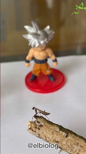 Praying Mantis fighting with… 🐲 #humor