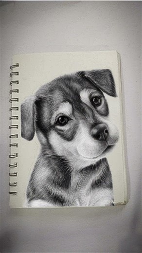 cut puppy drawing #charcoaldrawing #graphite