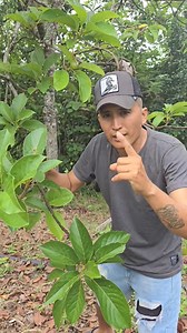 Elimina los mareos y vértigos remedio super recomendado #viral #parati #naturalremedios #natural | Aventuras en el campo
