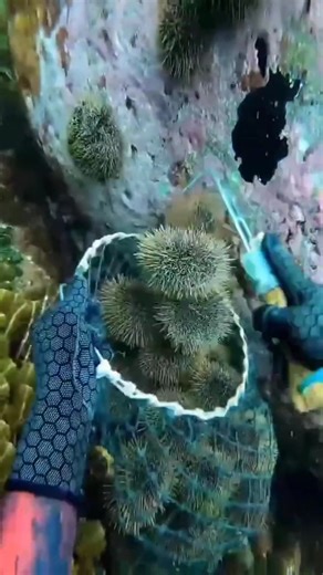 Sea Urchin Harvesting from Ocean Floor | What Happens When You Open One