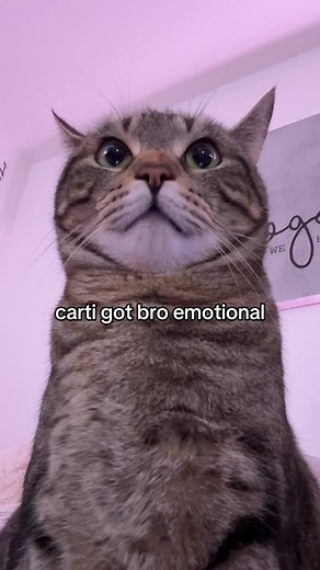 why bro crying #catsoftiktok