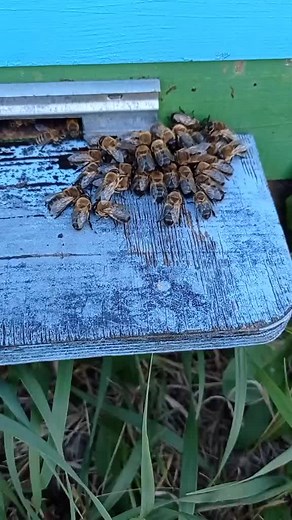 вот август наступил и трутни больше не нужны#bee #пчеловодство #apicultura #honey #beekeeper