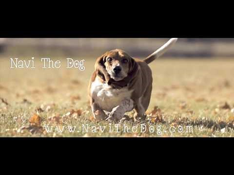 Navi the Basset Hound Running In Slow Motion [HD]