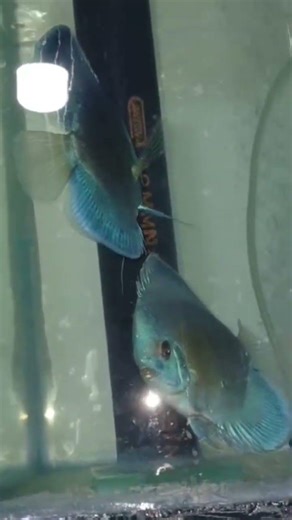 Discus breeding pair