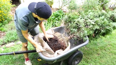 How to plant conifer evergreen trees - balled & burlap (B&B) - pines, arborvitae, spruce, firs