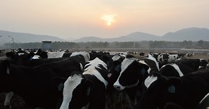 Japfa buys two dairy farms to boost China expansion