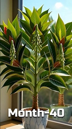 🍒 Lychee Seed to Fruit Tree Timelapse: Exotic Bumpy Harvest! #shorts #planttimelapse