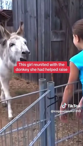 Heartwarming Donkey Reunion Story