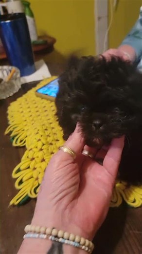 Peekapoo #puppy #Poodles Lives Matter