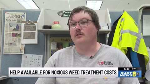 Mesa County noxious weed program offers cost-sharing for landowners