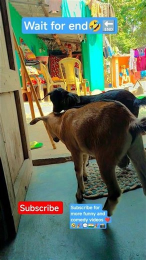 2026🐐🤣#funny #viral #shorts