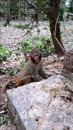Dancing Monkey Steals the Show! 🐒💃 Too Funny to Miss!