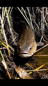 🎣 Bream CAN'T Bite This! 🤯 ULTIMATE Bream Proof Rig Revealed! ✅