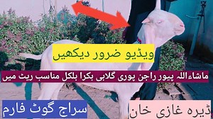 16 reactions · 76 shares | Pure Gulabi rajanpuri Bakra For Sale Munasib qeemt main 殺 Date 16//12//2020 Whatsapp number 03317358188 Call number 03317837499 Cargo all over Pakistan  | Siraj Goat Farm | Facebook