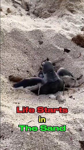 Baby Turtles Emerging From the Sand 🤔