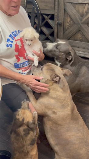 Every dog in this video was rescued by 2nd Chances Rescue and Shelby… I remember the day Donna saw her, she was in love with that little puppy. I happened to be at Downey shelter (hardly ever go to that one) and somehow managed to get her on the day she was available. She’s great with all the dogs. When Donna was holding the Trail puppy she said “I would so foster these puppies if I didn’t have to work this week” and that was just on June 1 - 27 days ago. Miss you and your giving spirit Donna ri