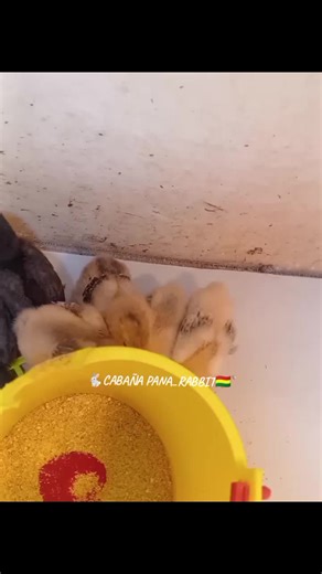 Pollitos🐥 #panarabbit #funnyvideos #inspira #flypシ