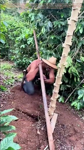 Root Harvest: Smart Tool Lifts Cassava with Zero Damage