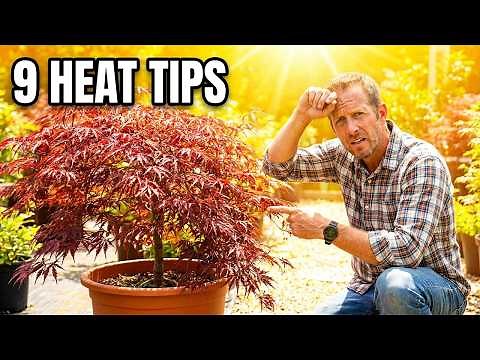 9 Tricks to Grow Japanese Maples in Hot Weather That Actually Work!!🍁