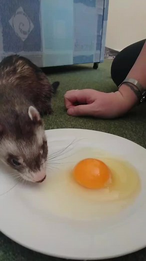 Refreshing Cold Egg Treat for Ferrets and Milk | Frukerat Recipe