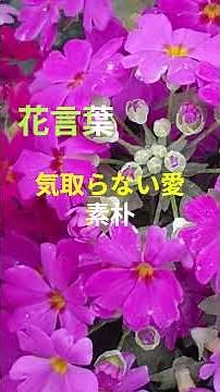 #Primula malacoides #cosmetic cherry blossom #short #garden #plants #flowerlanguage #flowers #gar...