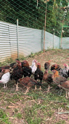 Early Bird #KBBgamefarm #EarlyBird #gamefowl #gamefowlbreeders #gamefowlbreeder #gamefowlnation