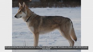 Best Diet Tips for Your Saarloos Wolfdog