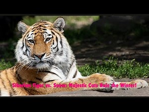 Meet the Siberian Tiger: The Amur Giant!