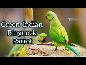 Why Green Indian Ringneck Parrots Are So Smart | Complete Guide