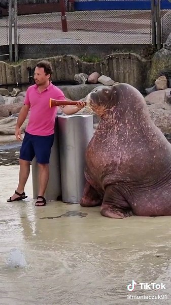 #dolphinarium #harderwijk #mors #walrus
