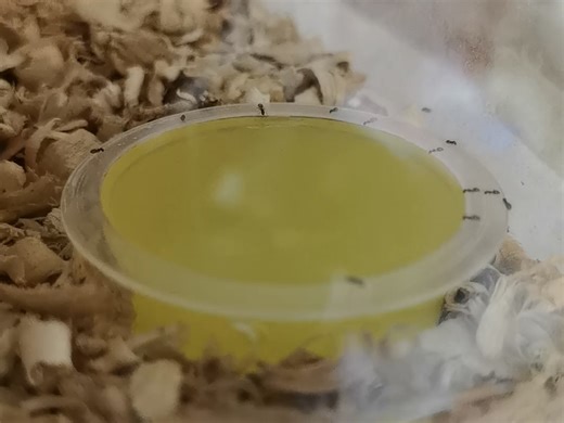 幽灵酸臭蚁（Tapinoma melanocephalum）进食甲虫果冻
