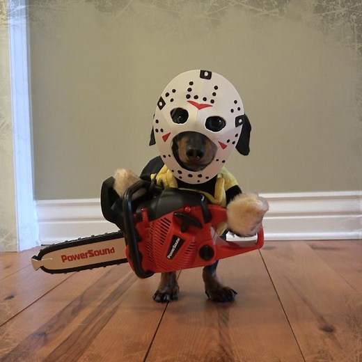 "Friday the 13th." HAPPY HALLOWEENIE! :) ~ Crusoe | Crusoe the Celebrity Dachshund