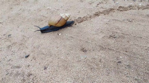 🐌 Giant African Land Snail Most likely: Achatina fulica 🔬 Scientific Classification Phylum: Mollusca Class: Gastropoda Family: Achatinidae 📌 Key Facts 🌍 Native to East Africa. 📏 Can grow up to 20 cm long. 🥬 Eats leaves, fruits, vegetables, and even paper or cardboard. 🥚 Can lay hundreds of eggs at once. 👁️ The long tentacles have eyes at the tips. 💧 Very active in humid or rainy conditions. ⚠️ In some countries, they’re considered invasive because they reproduce quickly. #snail #fypp #w
