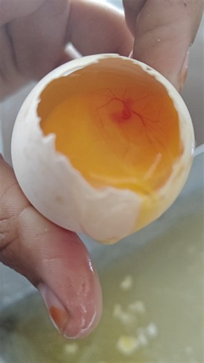 3rd day Chick embryo development #poultry #chicken #deshi #pawar