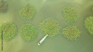 Person in boat harvesting green morning glory from geometrical circular crops on lake in Southeast Asia. local food and farming aerial drone birds eye stationary.