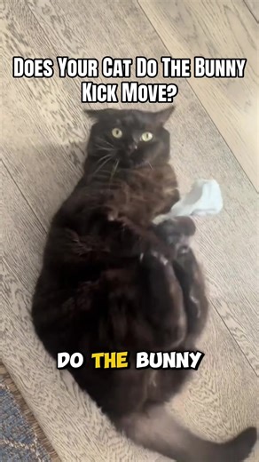 Does Your Cat Do The Bunny Kick Move? #cat #catsoftiktok #kitten #cats | cats