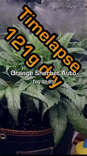 Orange Sherbet Auto #2 Day 32-95 Timelapse #autoflower #fastbuds #timelapse #shorts