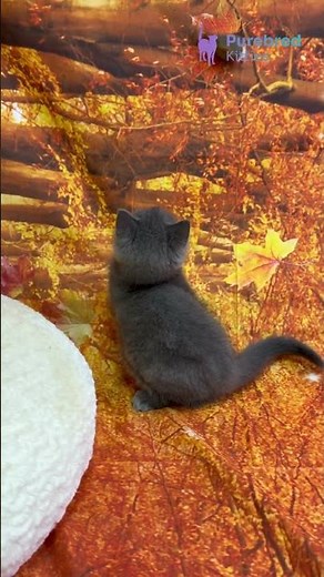 Meet Tores: The Blue Scottish Straight Kitten | Calm, Gentle & Perfectly Sweet #ScottishStraight