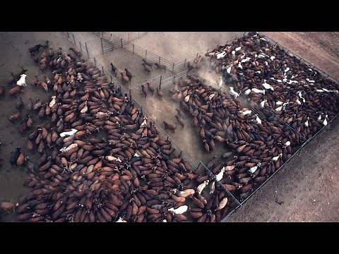 How American Ranchers Raise 91,9 Million Cattle - American Farming
