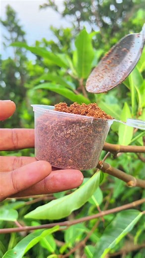 The art of cultivating trees. #grafting #plants #tree #gardening #craft #art